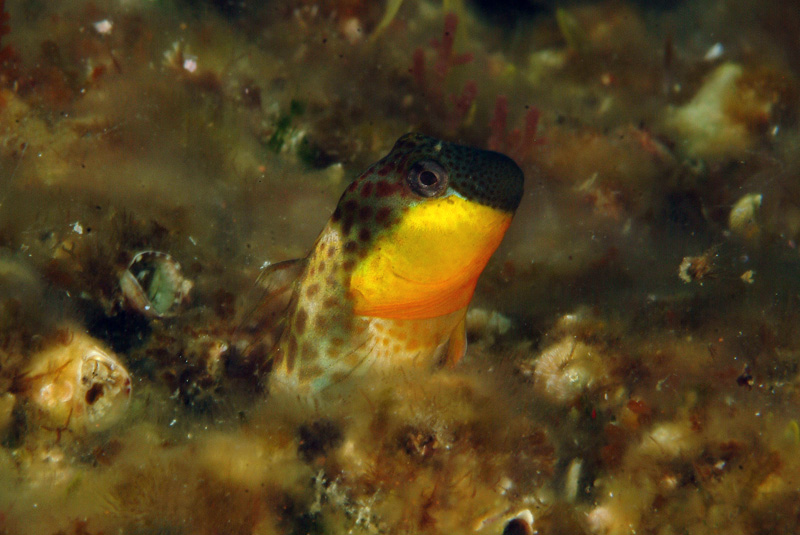Microlipophrys canevae